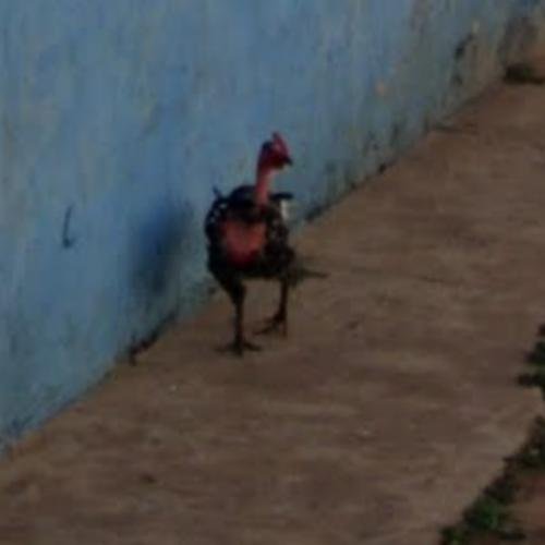 Guide to chicken road online